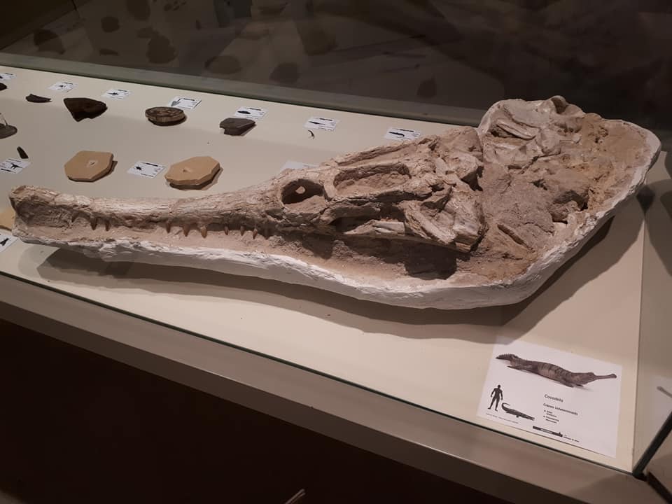 Museo paleontológico de Elche. Siguiendo las huellas del tiempo