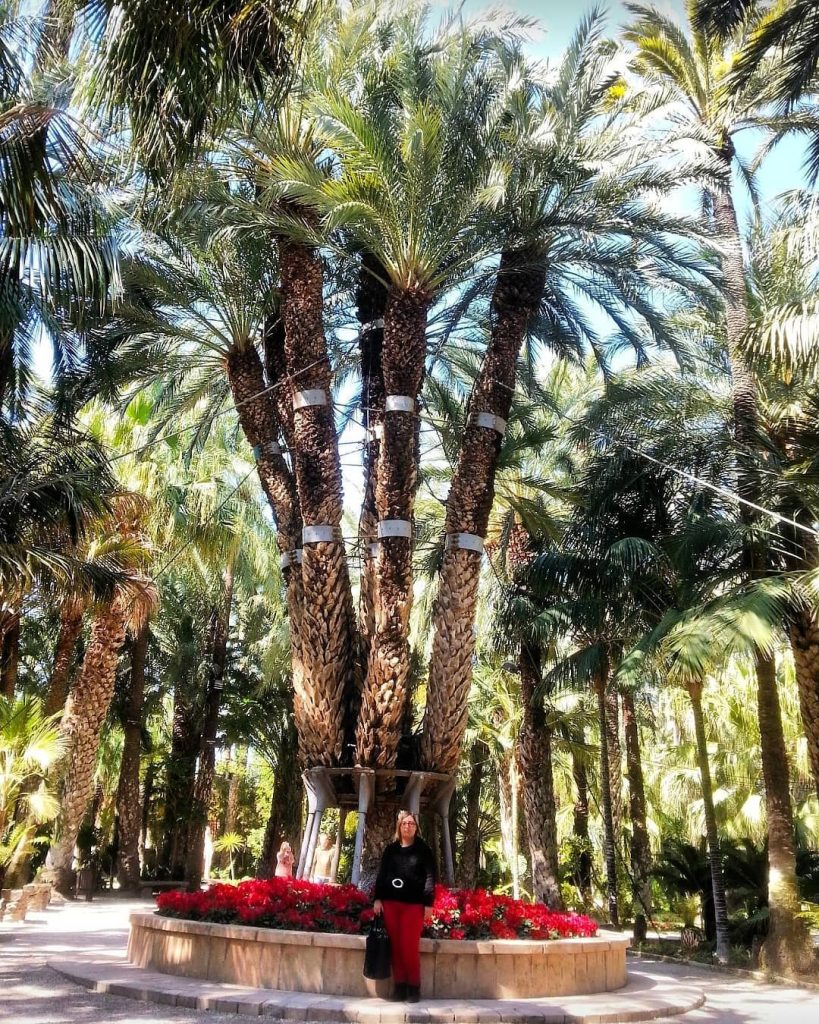 La Palmera Imperial del jardín Huerto del Cura de Elche