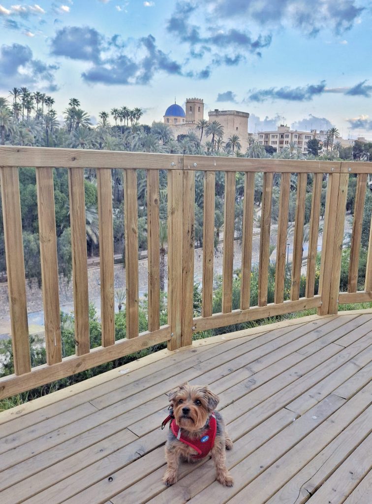 Vista del Palmeral de Elche